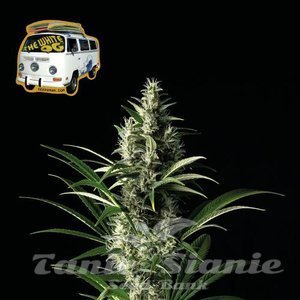 Nasiona The White OG - SEEDSMAN
