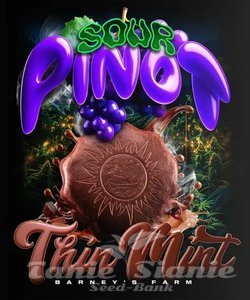 Thin Mint x Sour Pinot Auto - BARNEY'S FARM