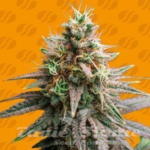 Tiramisu - ORIGINAL SENSIBLE SEEDS
