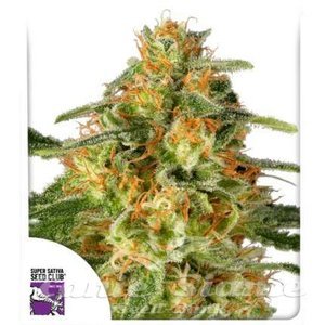 TnT Trichome - DUTCH PASSION