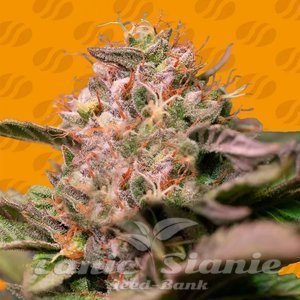 Trop Cherry - ORIGINAL SENSIBLE SEEDS