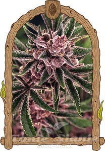 Nasiona Tropical Fuel - EXOTIC SEED