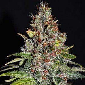 Tropical Punch - G13 LABS