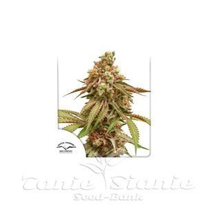Tropical Tangie - DUTCH PASSION