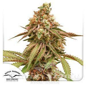 Tropical Tangie - DUTCH PASSION