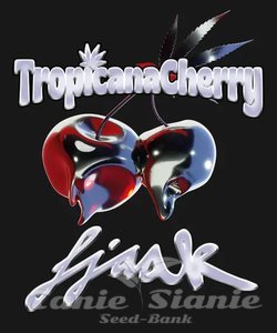 Tropicana Cherry - BARNEY'S FARM