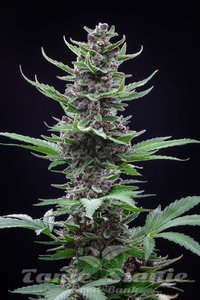 Tropicana Cookies Auto - FASTBUDS