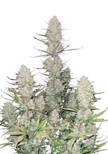 Nasiona Tropicana Cookies Auto - FASTBUDS