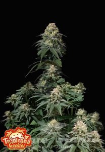 Tropicana Cookies FAST - FASTBUDS