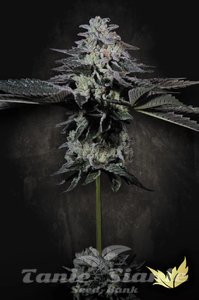 Tropicana Crush - PARADISE SEEDS