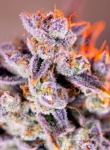 Nasiona Tropicanna Poison XL Auto - SWEET SEEDS