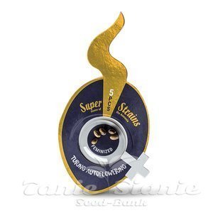 Nasiona Turing Auto - SUPER STRAINS