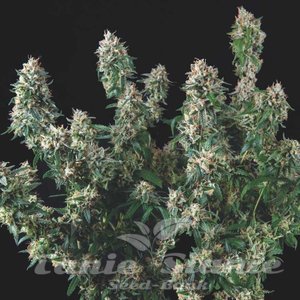 Nasiona Tutankhamon x Cookies USA - PYRAMID SEEDS