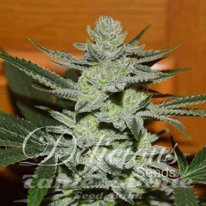 Nasiona Unknown Kush - DELICIOUS SEEDS