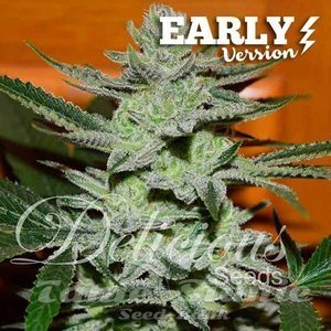 Nasiona Unknown Kush Early Version - DELICIOUS SEEDS