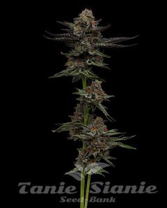 Vanilla Créme Pie - HUMBOLDT SEED COMPANY