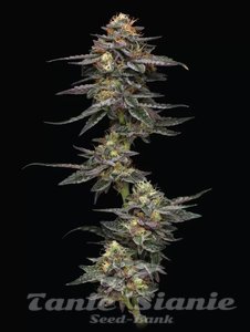 Vanilla Frosting - HUMBOLDT SEED COMPANY