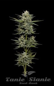 Vanilla Latte Auto - HUMBOLDT SEED COMPANY