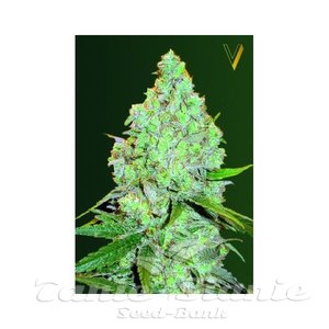 Auto Amnesia Haze - Victory Seeds