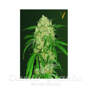 Bubblegum+ - Victory Seeds