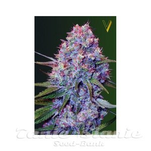Caramelino - Victory Seeds