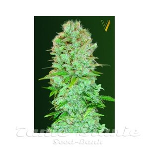 Critical - Victory Seeds