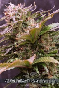 Nasiona Vision Caramello Auto - VISION SEEDS