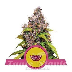 Nasiona Watermelon - ROYAL QUEEN SEEDS