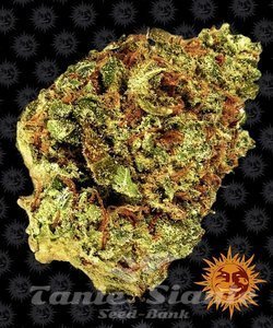 Watermelon Zkittlez Auto - BARNEY’S FARM