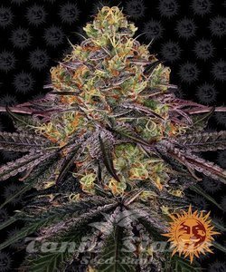 Watermelon Zkittlez - BARNEY'S FARM