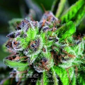 Nasiona Watermelon Zkittlez - PYRAMID SEEDS