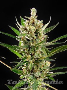 Nasiona Wedding Cake Auto - PHILOSOPHER SEEDS