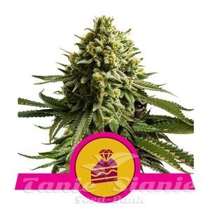 Wedding Cake - ROYAL QUEEN SEEDS