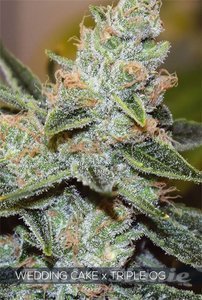 Nasiona Wedding Cake x Triple OG - Vision Seeds