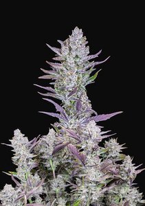 Wedding Glue Auto - FASTBUDS