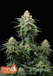 Weeding Cheesecake FAST - FASTBUDS