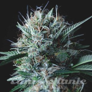 Nasiona Wembley x Mendocino - PYRAMID SEEDS