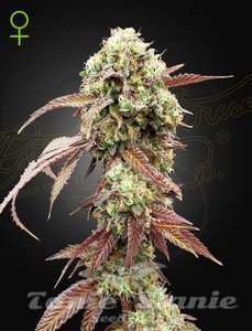 Nasiona West Coast OG x Gelato 41 Auto - GREEN HOUSE SEEDS
