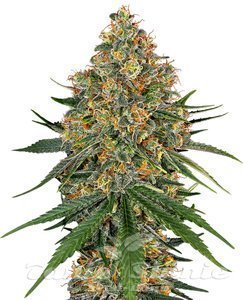 Nasiona White Cheese - WHITE LABEL