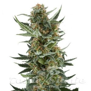 White Dwarf Auto