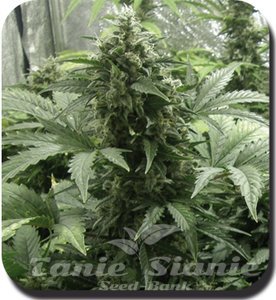 White Dwarf Auto - BIOGENETIC