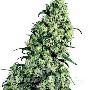 WHITE LABEL - Skunk #1