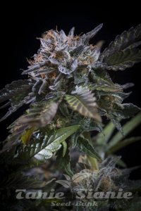 Nasiona White Noise - PARADISE SEEDS