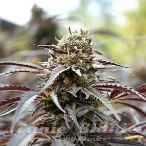 Nasiona White Runtz Fast - HUMBOLDT SEED ORGANIZATION