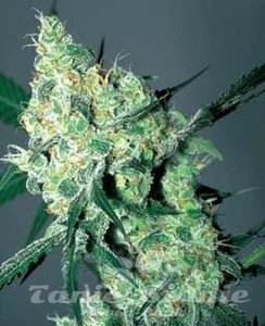 White Russian Auto - BIOGENETIC
