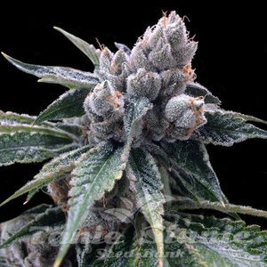 White Walker Kush - DNA GENATICS