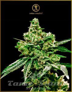 White Widow - ANACONDA SEEDS