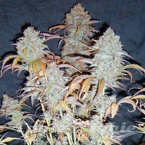 ! White Widow Auto