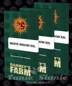White Widow XXL - BARNEY'S FARM