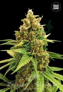 Winning Cake - BULK SEED BANK